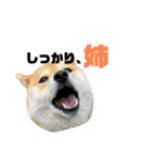 柴犬 はなごんちゃん（個別スタンプ：29）
