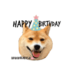 柴犬 はなごんちゃん（個別スタンプ：30）