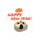 柴犬 はなごんちゃん（個別スタンプ：32）