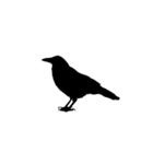 鳥好きに送るカラスのスタンプ（個別スタンプ：16）