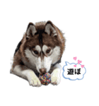 ハスキー空海Cocoa（個別スタンプ：10）