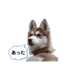 ハスキー空海Cocoa（個別スタンプ：12）
