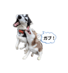 ハスキー空海Cocoa（個別スタンプ：15）