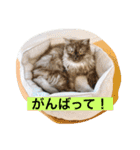 ねこのジゼル（個別スタンプ：11）