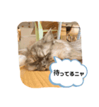 ねこのジゼル（個別スタンプ：14）