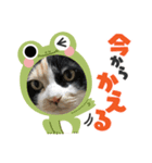 たまです！（個別スタンプ：5）