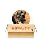 ミニチュアシュナウザーのすずめ時々ももこ（個別スタンプ：2）