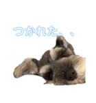 ミニチュアシュナウザーのすずめ時々ももこ（個別スタンプ：18）