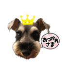 ミニチュアシュナウザーのすずめ時々ももこ（個別スタンプ：20）