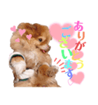 ポメラニアン＆ダックス♡（個別スタンプ：5）