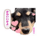 ポメラニアン＆ダックス♡（個別スタンプ：10）