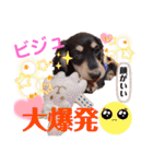 ポメラニアン＆ダックス♡（個別スタンプ：12）