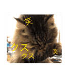 小梅さん日和（個別スタンプ：11）
