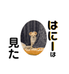 はにースタンプ②（個別スタンプ：4）