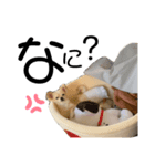 はにースタンプ②（個別スタンプ：8）