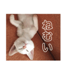 テテのスタンプ☆（個別スタンプ：6）