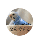 うちのオピヨ（個別スタンプ：12）