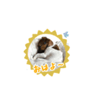 マイロの毎日。（個別スタンプ：9）