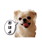 キキララルルスタンプ（個別スタンプ：2）