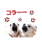 キキララルルスタンプ（個別スタンプ：22）