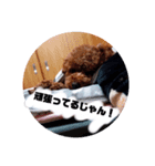 トイプーのローダ（個別スタンプ：2）