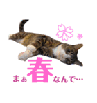 かぎさんと紫苑 9（個別スタンプ：9）