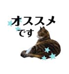 かぎさんと紫苑 9（個別スタンプ：20）