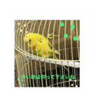 セキセイインコのスタンプ その14（個別スタンプ：1）