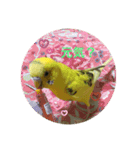 セキセイインコのスタンプ その14（個別スタンプ：2）