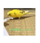 セキセイインコのスタンプ その14（個別スタンプ：3）