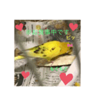セキセイインコのスタンプ その14（個別スタンプ：5）