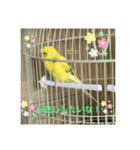 セキセイインコのスタンプ その14（個別スタンプ：6）
