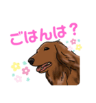 うちのチャチャラ（個別スタンプ：5）