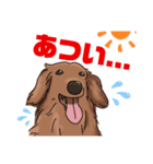 うちのチャチャラ（個別スタンプ：6）