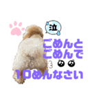 可能思考のトイプードル兄弟 仁と礼 3（個別スタンプ：1）