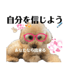 可能思考のトイプードル兄弟 仁と礼 3（個別スタンプ：3）