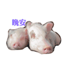 三隻小豬lechon（個別スタンプ：1）