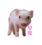 三隻小豬lechon（個別スタンプ：2）