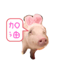 三隻小豬lechon（個別スタンプ：3）