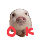 三隻小豬lechon（個別スタンプ：4）