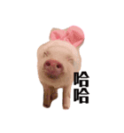 三隻小豬lechon（個別スタンプ：6）