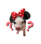 三隻小豬lechon（個別スタンプ：7）