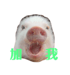三隻小豬lechon（個別スタンプ：8）