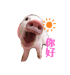 三隻小豬lechon（個別スタンプ：11）