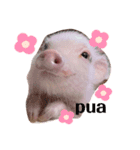 三隻小豬lechon（個別スタンプ：14）