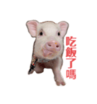 三隻小豬lechon（個別スタンプ：16）