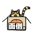 猫。のスタンプ（個別スタンプ：19）