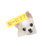 日常スタン部！愛犬きくの日常スタンプ1（個別スタンプ：1）