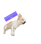 日常スタン部！愛犬きくの日常スタンプ1（個別スタンプ：2）