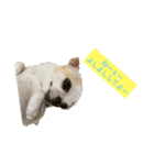 日常スタン部！愛犬きくの日常スタンプ1（個別スタンプ：3）